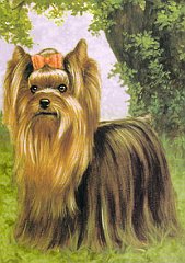 Yorkie 1